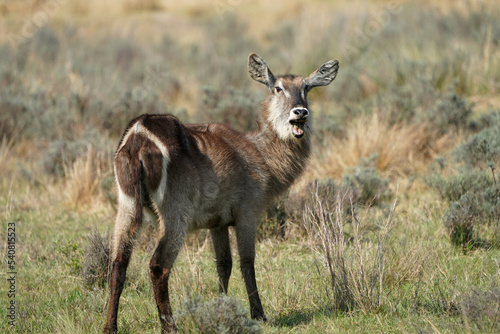 Canvas Print waterbuck shouting and laughing in the wild while chewing on graze  in the grass