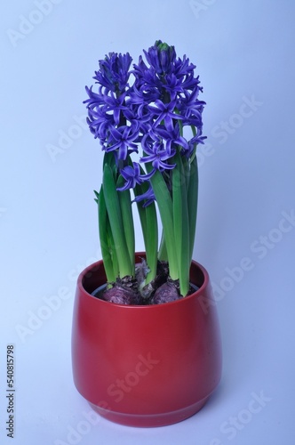 Studio shot of a hyacinth