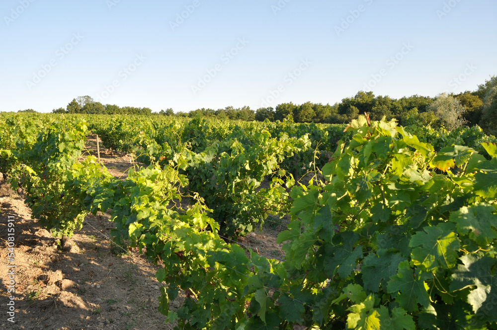 The Nantes vineyard at Maisdon sur Sevre