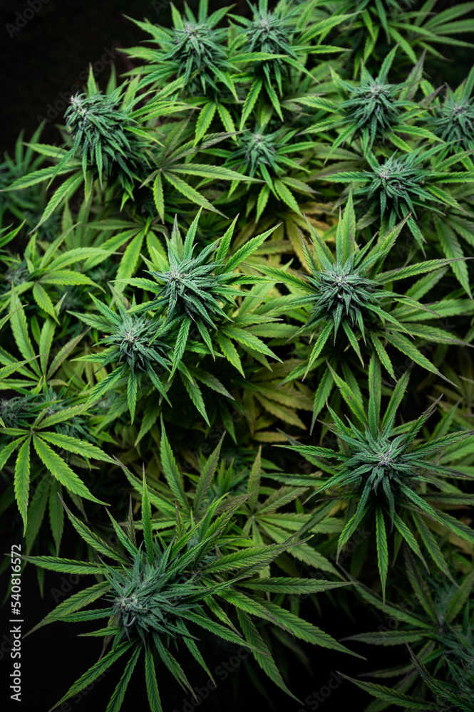 marijuana plant marijuana plant