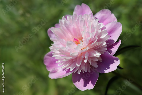 Pink Purple Peonies in the garden. Blooming pink Peony. Closeup of beautiful pink Peony flower. Natural floral background.  Paeoniaceae. Copy space. Valentine s day. Floral background. Flower petal