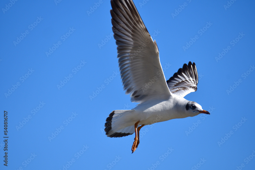 Fototapeta premium Gulls or seagulls are seabirds of the family Laridae. Gulls are usually grey or white, often with black markings on the head or wings.