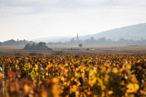 Vineyard in Meursault, Burgundy, France