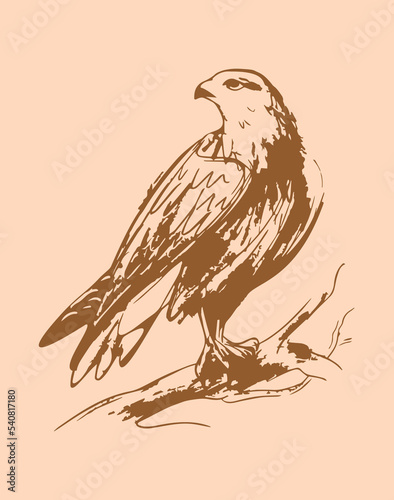Falcon vector hand drawn illustration design. 