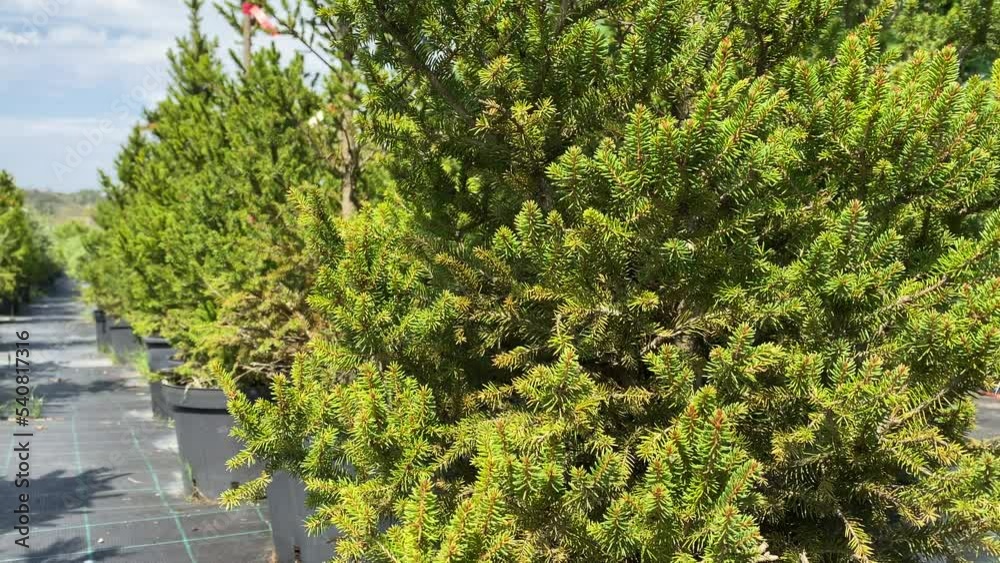 Fir tree seedlings in pots for sale in outdoor garden shop. Rows of pots with green seedlings. Gardening concept. Fir tree seedlings in pots for sale in outdoor garden shop. Rows of pots with green seedlings. Gardening concept.