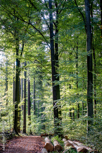 Gefällte Bäume im Mischwald