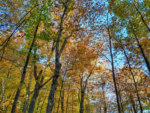 Sunlit, Multicolored Autumn Forest Trees