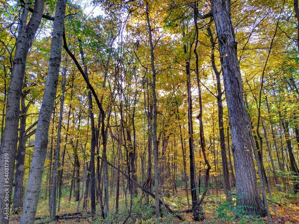 Sunlit Golden-Leaved Autumn Forest Trees