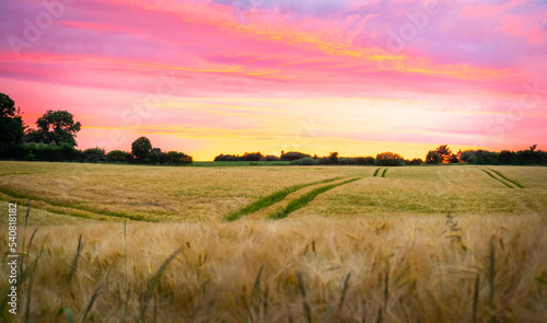 Canvas-taulu Sonnenuntergang über Getreidefeld