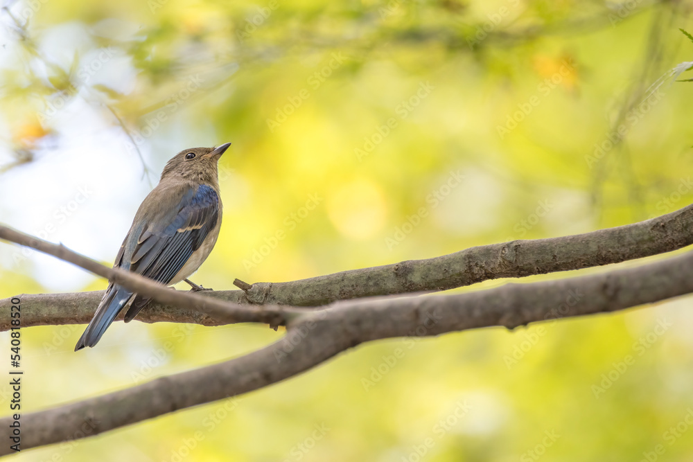 Fototapeta premium 枝にとまるオオルリの若鳥