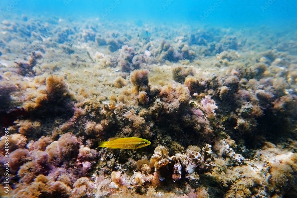 Rare yellow specie of Ocellated Mediterranean wrasse - Symphodus ocellatus Rare yellow specie of Ocellated Mediterranean wrasse - Symphodus ocellatus