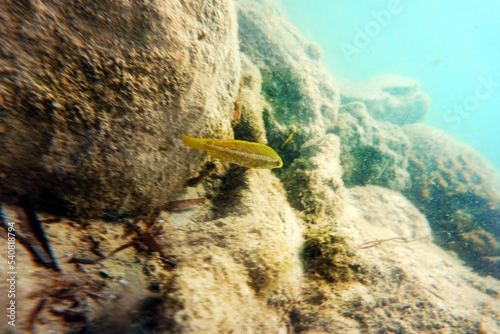 Rare yellow specie of Ocellated Mediterranean wrasse - Symphodus ocellatus