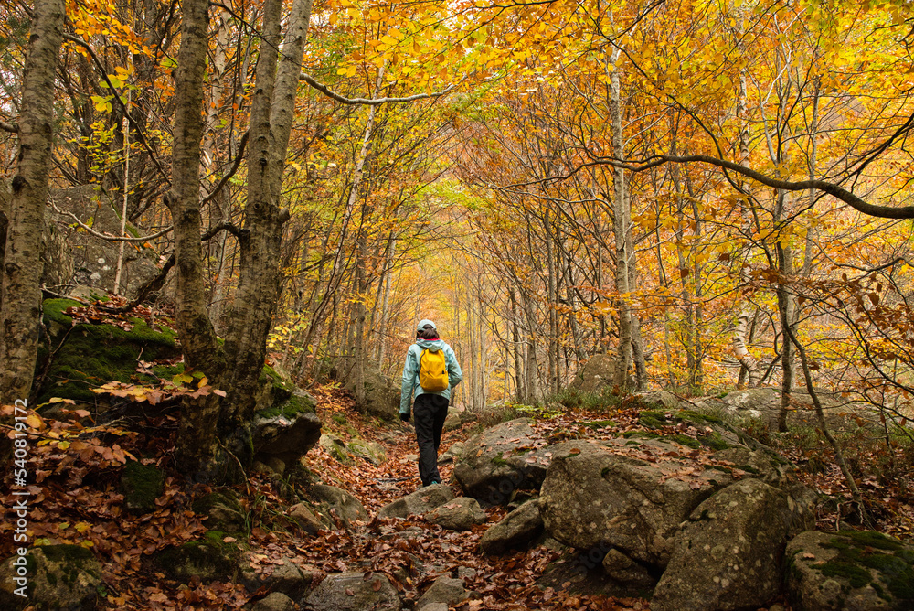Asian girl walking in an Autumn Forest Landscape with autumn leaves path and with golden foliage. Path in autumn forest scene nature. In October, in the Aran Valley (Val de D'Aran) Pyrenees, Spain. Asian girl walking in an Autumn Forest Landscape with autumn leaves path and with golden foliage. Path in autumn forest scene nature. In October, in the Aran Valley (Val de D'Aran) Pyrenees, Spain.