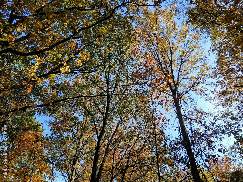 Meshing Autumn Trees Under Blue Sky Meshing Autumn Trees Under Blue Sky