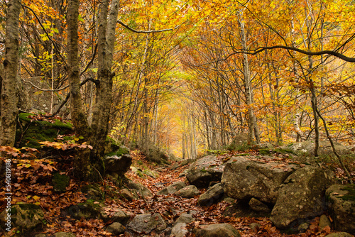 Autumn forest landscape with autumn leaves path and warm light illuminating with golden foliage. Path in autumn forest scene nature. Vivid October day in Aran Valley  Val de D Aran  Pyrenees  Spain.