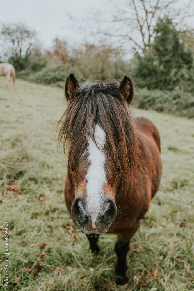 horse in the meadow