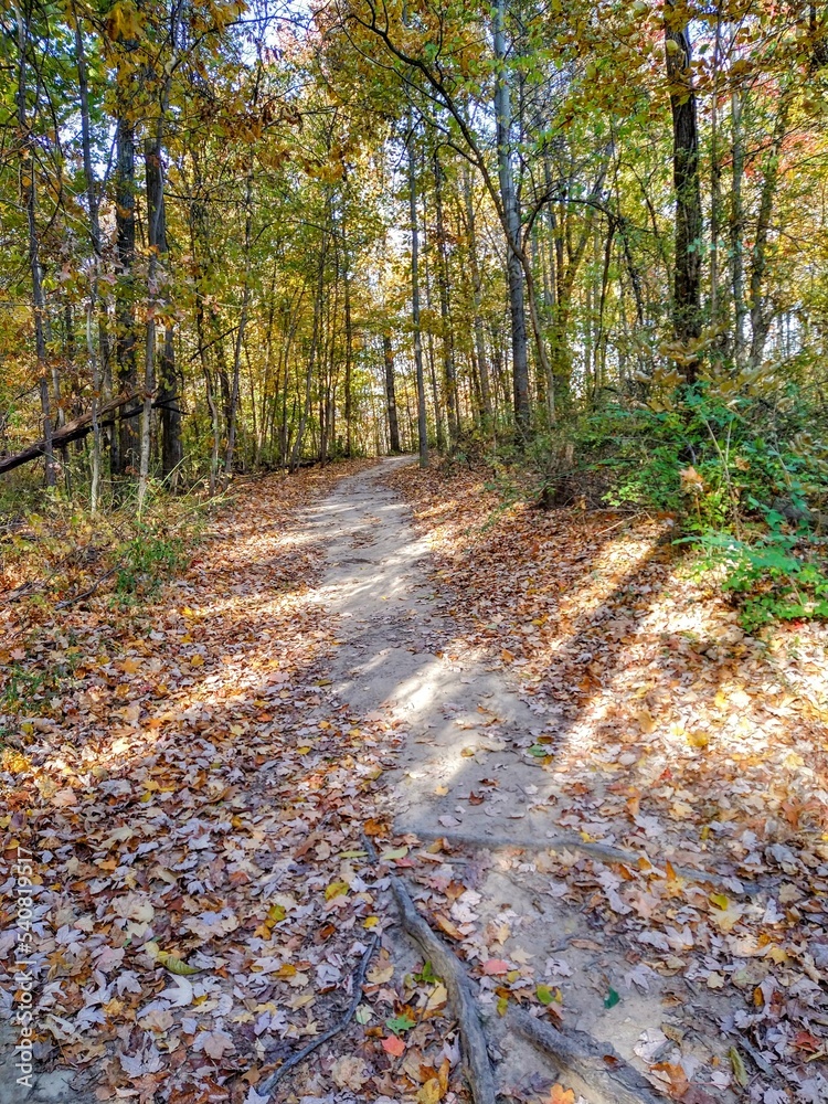Brilliant Sunlight Streaks Over Autumn Forest Footpath Brilliant Sunlight Streaks Over Autumn Forest Footpath