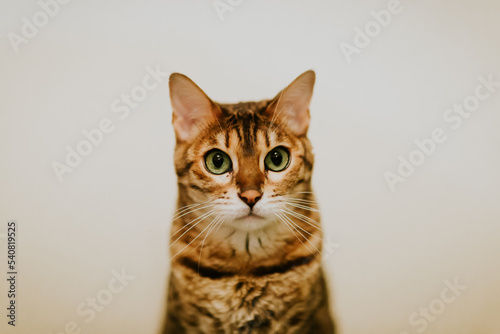portrait of a bengal cat