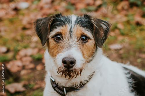 jack russell terrier playing in the park