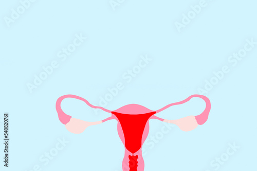Sistema reproductivo femenino dibujado sobre un fondo celeste liso y aislado. Vista superior y de cerca. Copy space photo