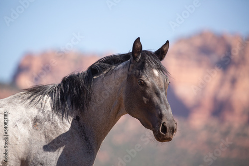 A grey horse turns it's head to look towards the camera. Red sandstone cliffs with green trees growing on the lower slopes and a blue sky provide the background.