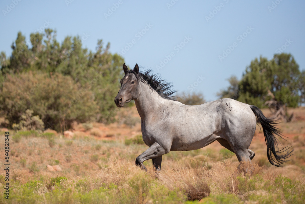 A grey horse with black mane and tail runs in an open field in the desert country of the American Southwest. A grey horse with black mane and tail runs in an open field in the desert country of the American Southwest.