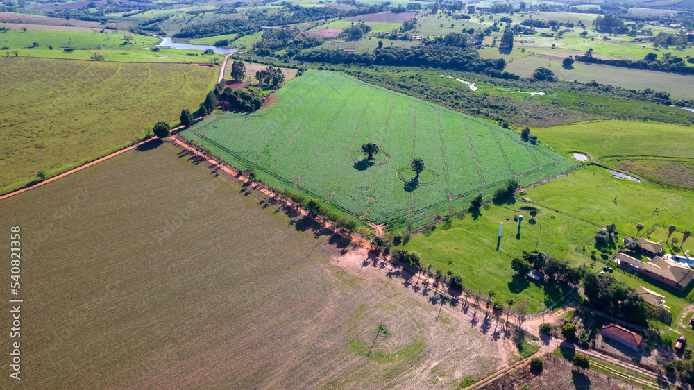 soybean plantation in Brazil. Green field with grown soybeans. Aerial view