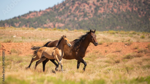 A bay mare and foal run side by side in an open field on a summer day in the American southwest desert.