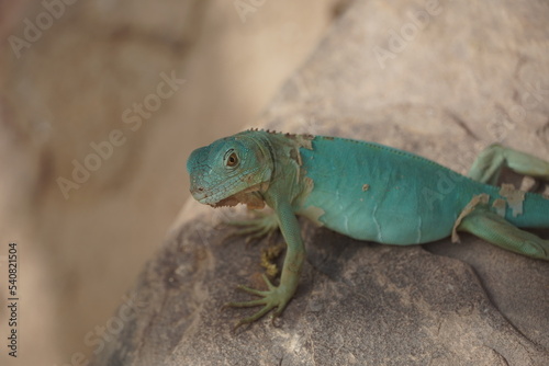 Wallpaper Mural Close-up of African chameleon Torontodigital.ca