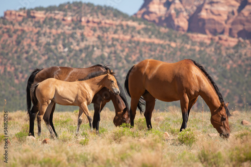 Two mares and a foal graze in an open field of dry yellow grass and desert weeds with red sandstone mountains in the background on Smith's mesa in Southern Utah. © Melani