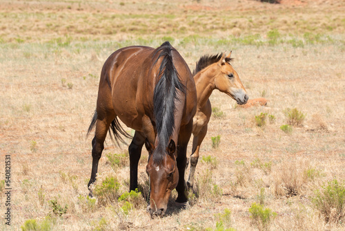 A dark bay mare grazes in an open field of sparse summer browned grass while her foal stands behind and to the side looking off to the right.  © Melani