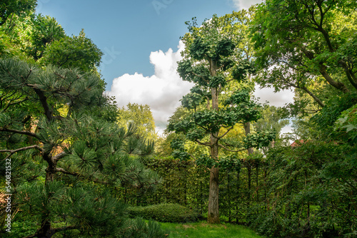 Fotografía Topiary (ancient) ginkgo tree in the Japanese garden in Hannover