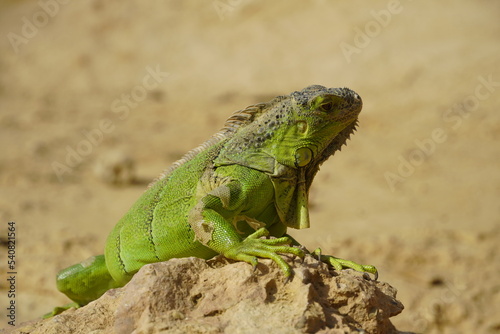 Close-up of African chameleon