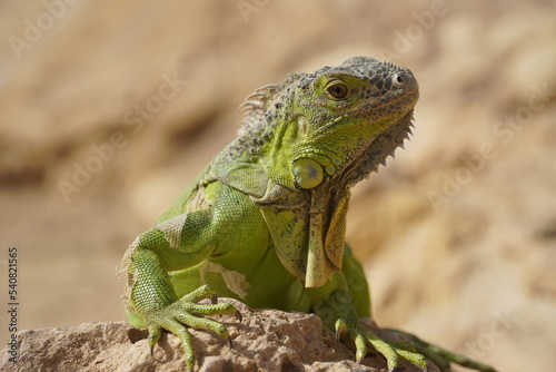 Close-up of African chameleon