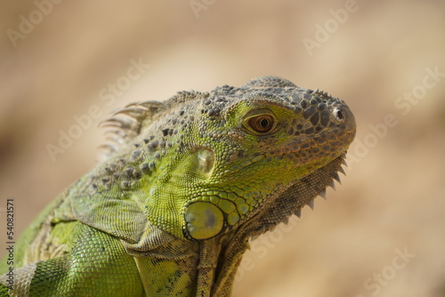 Close-up of African chameleon