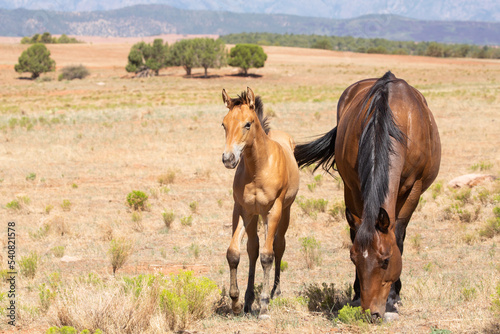 A young bay foal stands next to a darker bay mare watching the camera as his mother grazes. The two are in an open field with dry grass and green snakeweed in the American southwest desert.