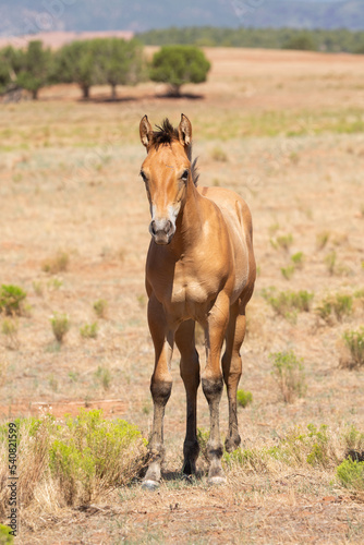 A bay foal stands in an open field with dry brown grass, green snakeweed and a few scattered juniper trees in the background in the American southwest desert. © Melani