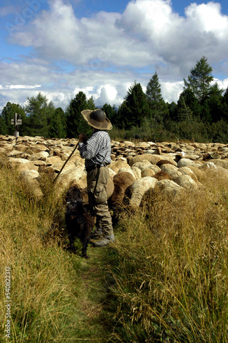 shepherd with herd of sheep