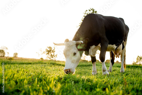 Fotografie A black-white cow grazes on a pasture