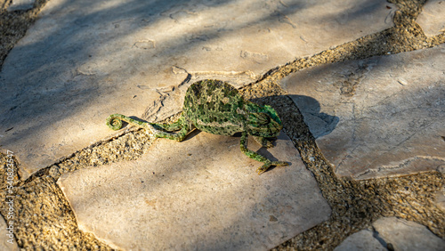 Flap-necked chameleon scared of people and frozen on the stone ground in Titus Tunnel, Antakya, Hatay, Turkey, chamaeleo dilepis, selective focus. photo