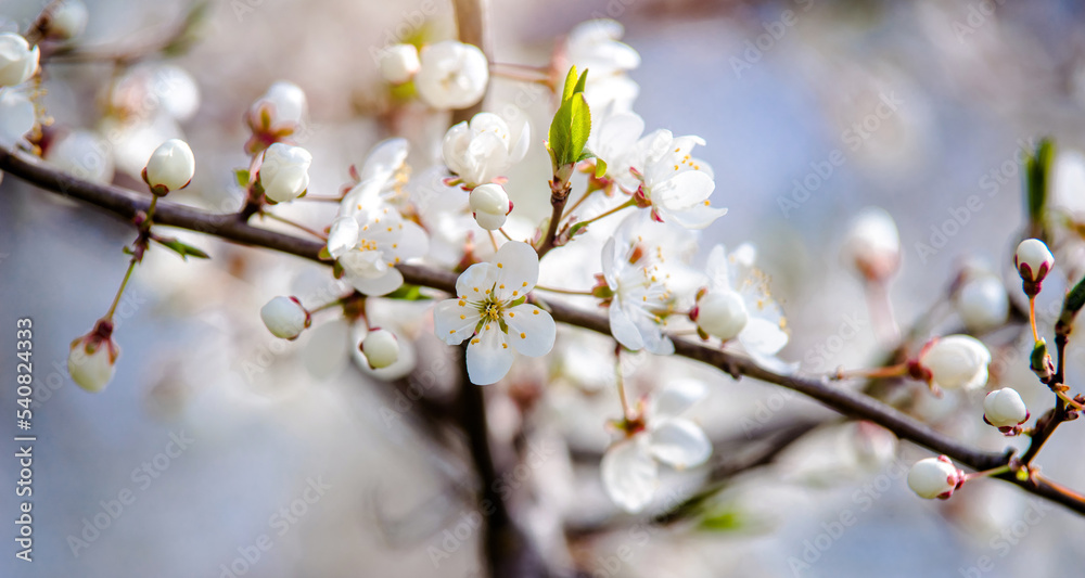 Cherry blossom branch in the garden in spring
Cherry blossom branch in the garden in spring