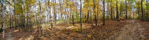 Sunlight Streaks Over Autumn Forest Floor and Footpath Panorama