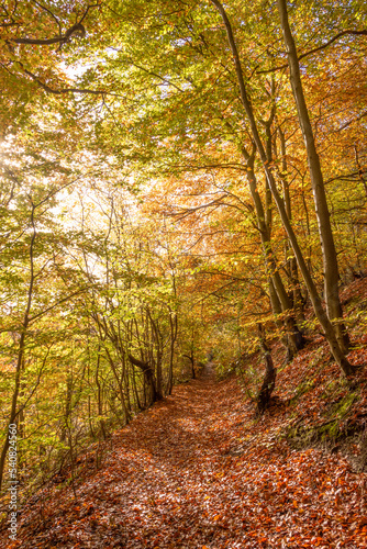 autumn in the forest
