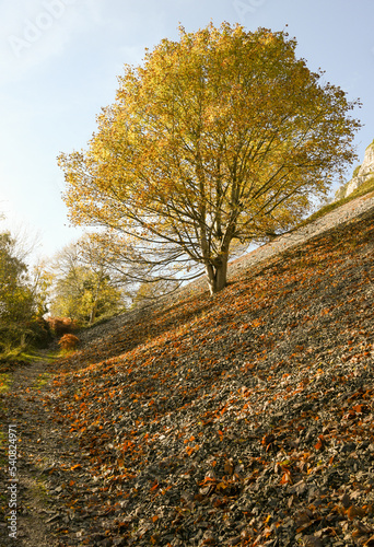 autumn leaves on a tree