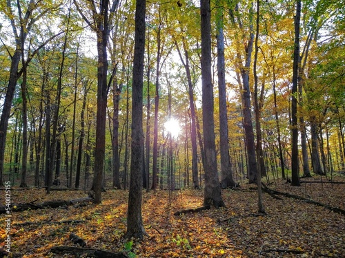 Radiant Sunlight Through Autumn Forest Trees