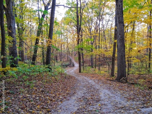 Wallpaper Mural Winding Footpath into Autumn Forest Torontodigital.ca