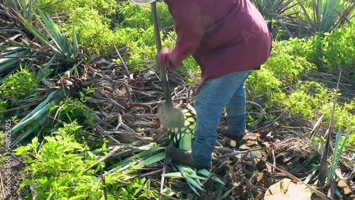 Mexican man shrimping agave to make tequila