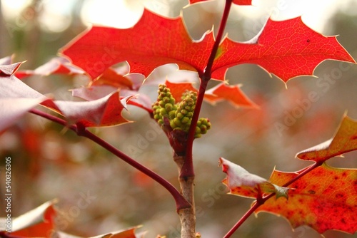 Closeup shot of a Mahonia japonica plant in a field against a blurred background photo