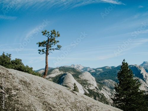Joshua Tree, Yosemite national Park