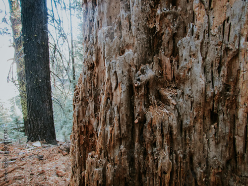 bark of a tree, Yosemite National Park